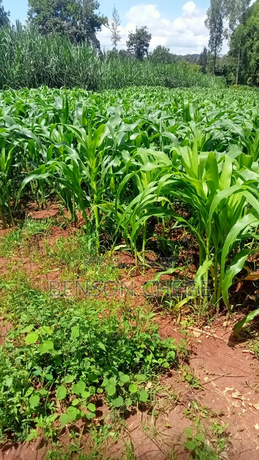 2 Acres of Land for Sale in Maragua Summary in Nginda