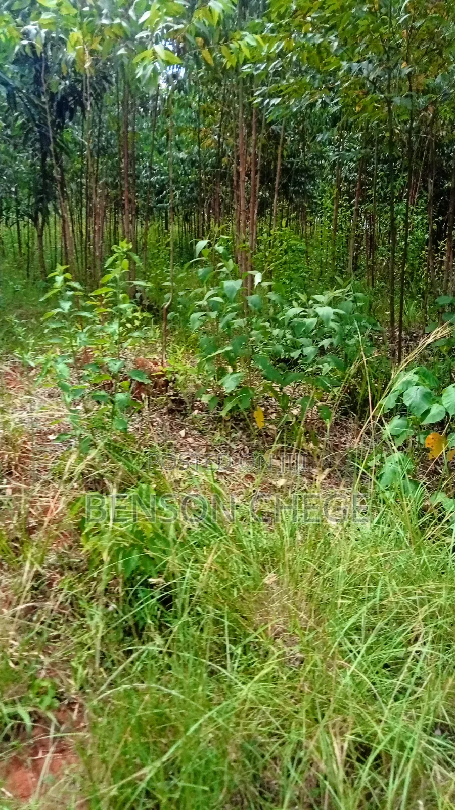 2 Acres of Land for Sale in Maragua Summary in Nginda