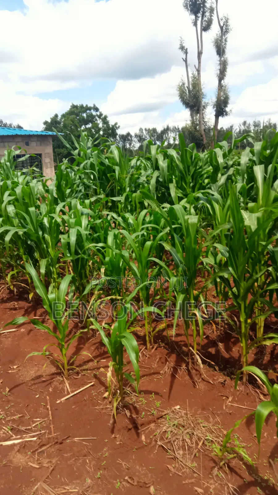 2acre for Sale in Maragua Summary Land in Nginda
