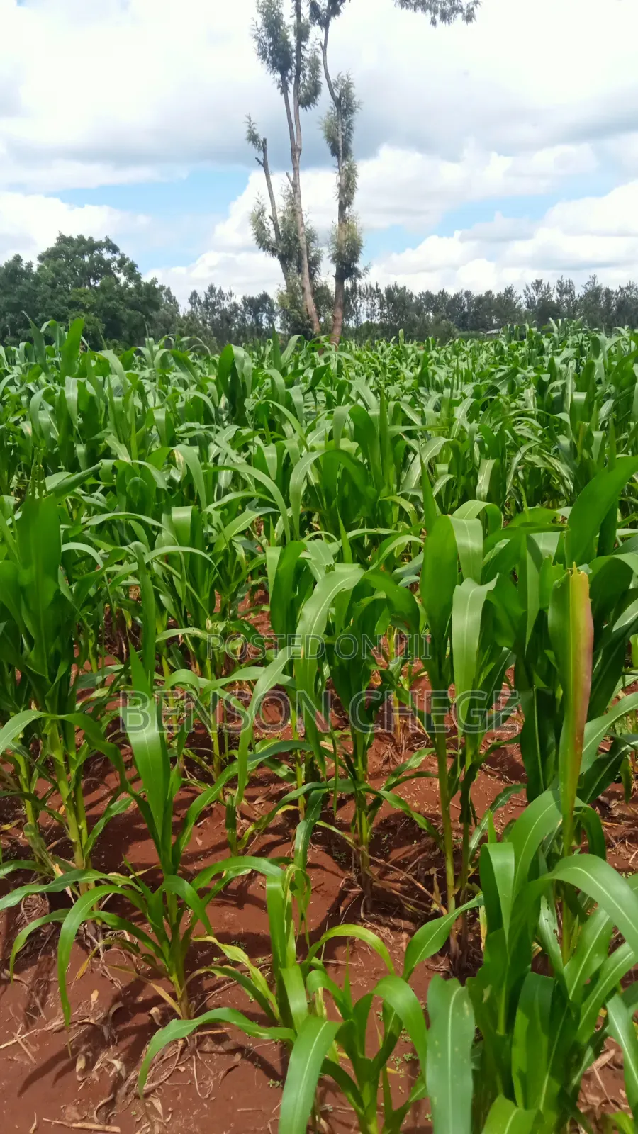 2acre for Sale in Maragua Summary Land in Nginda