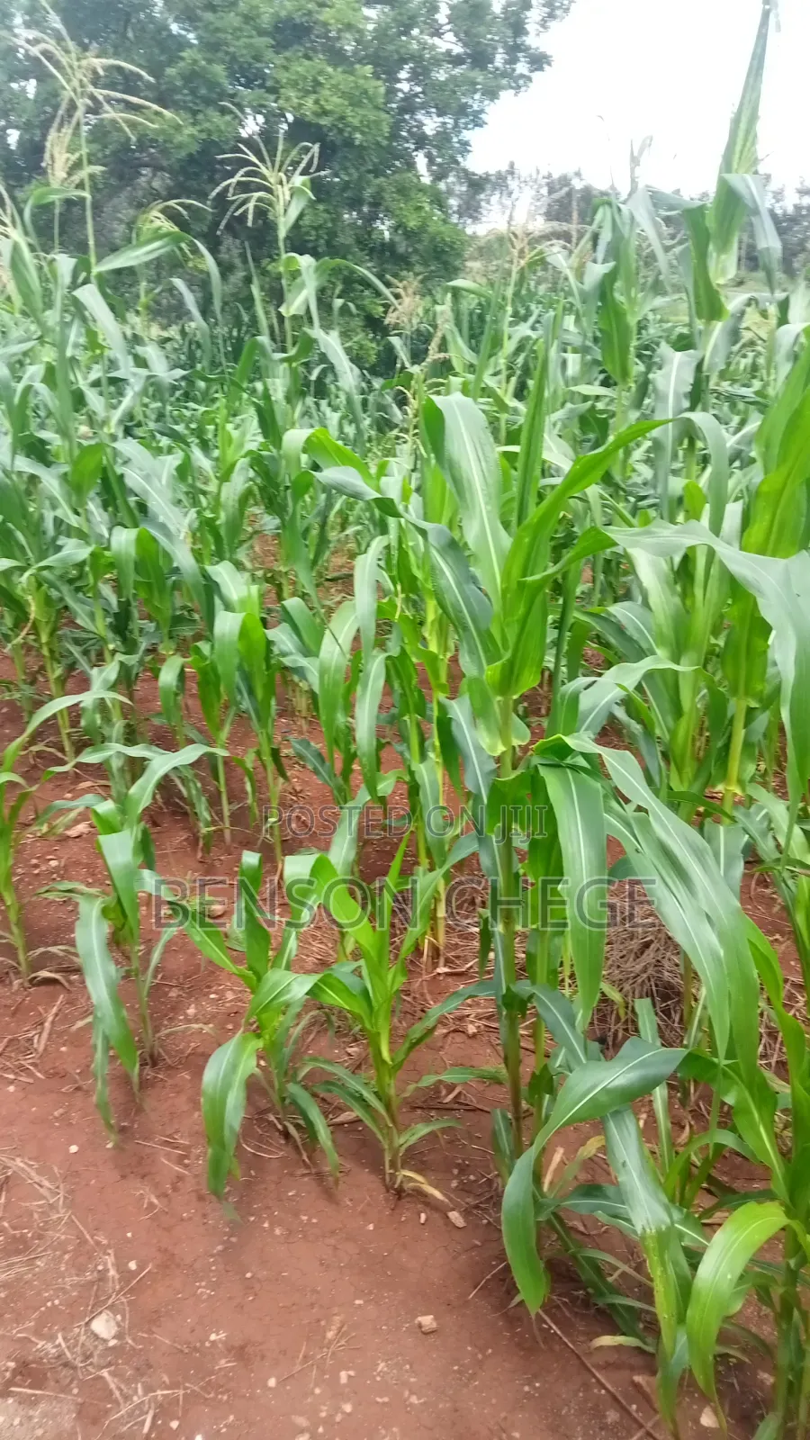 2acre for Sale in Maragua Summary Land in Nginda