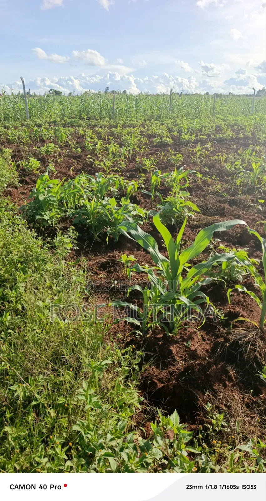 100 by 100 at Matingi in Tala