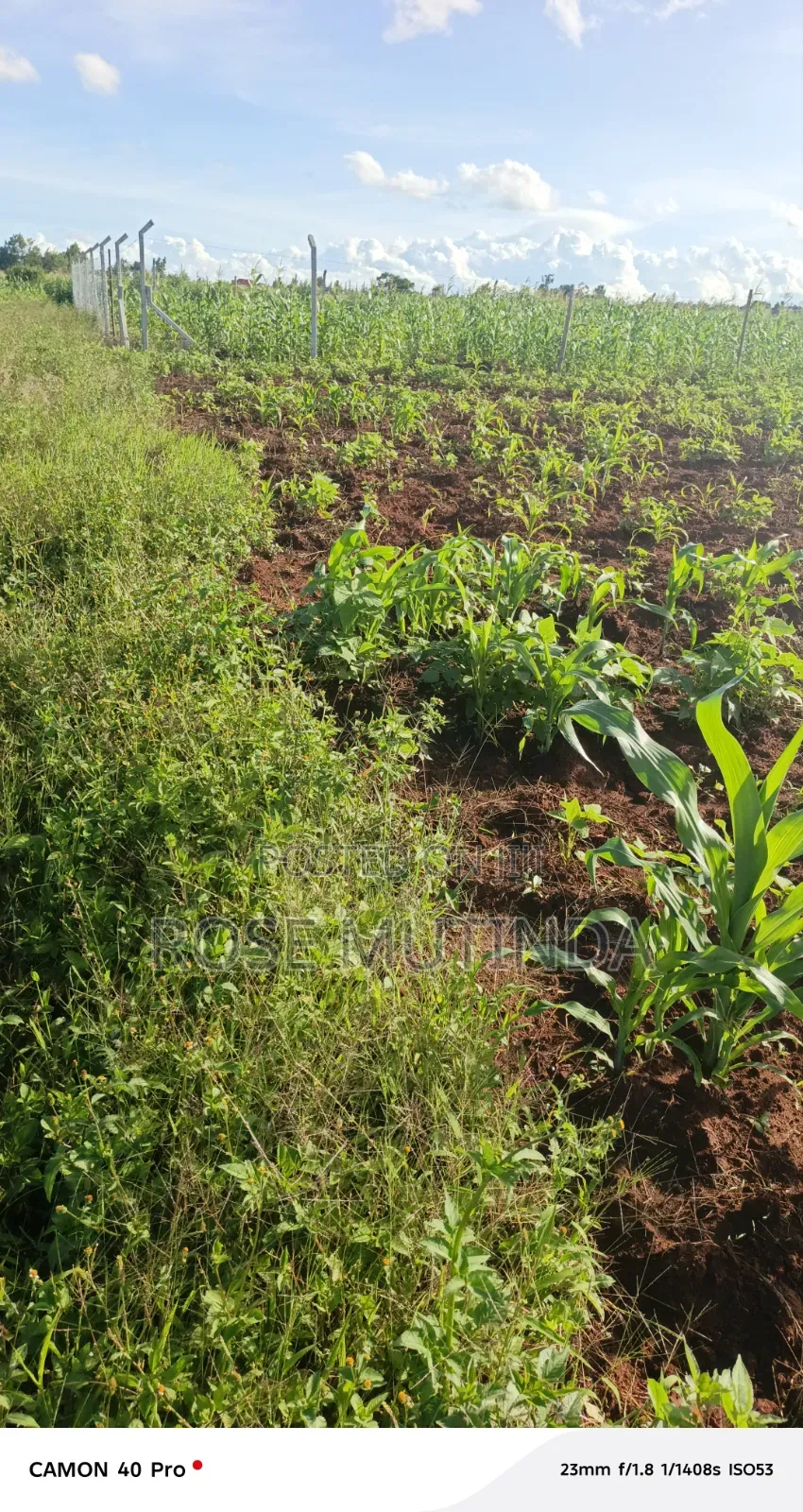 100 by 100 at Matingi in Tala