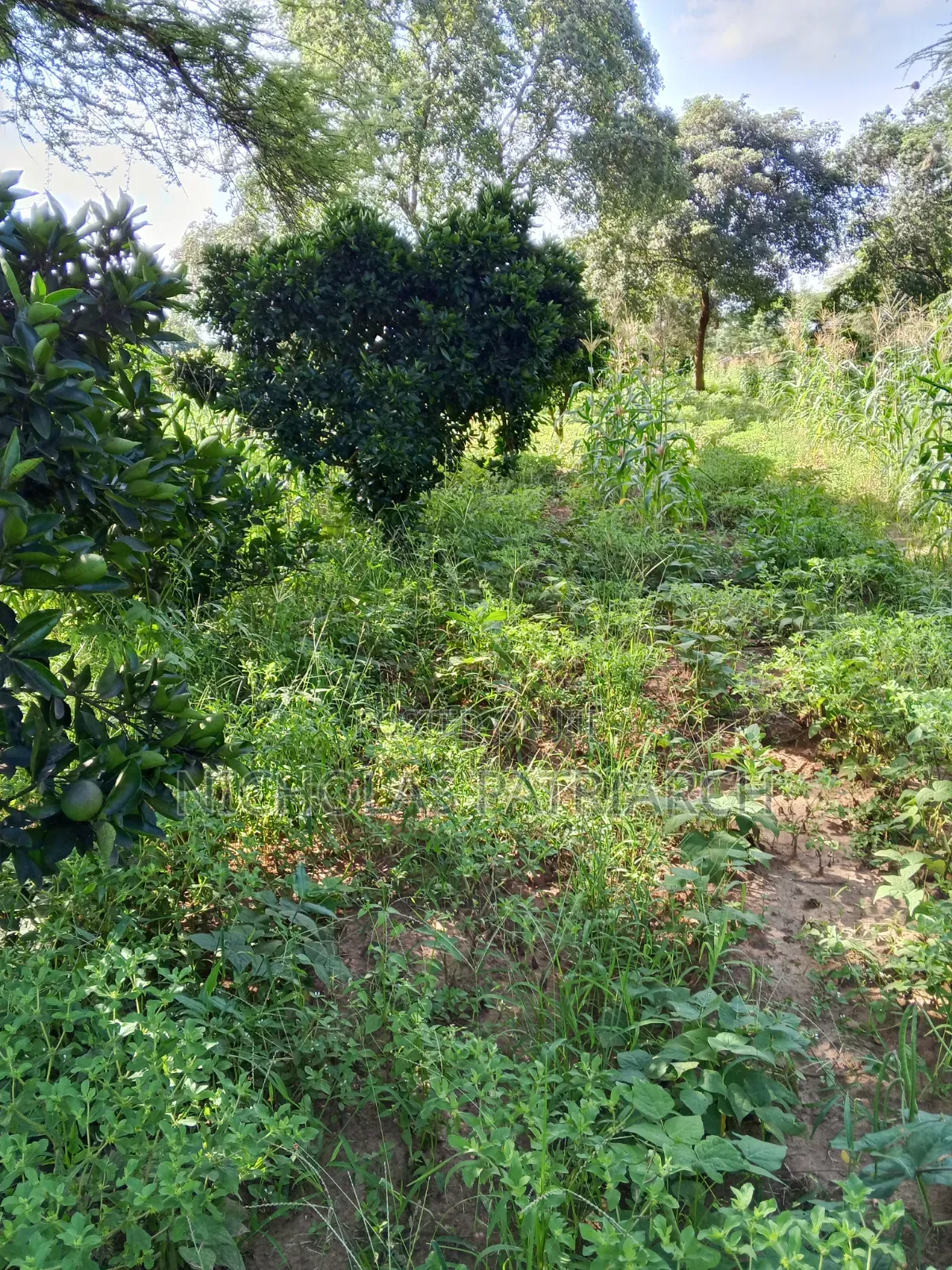 14 Acres Farm at Kabaa Machakos County Selling at 15m in Mbiuni