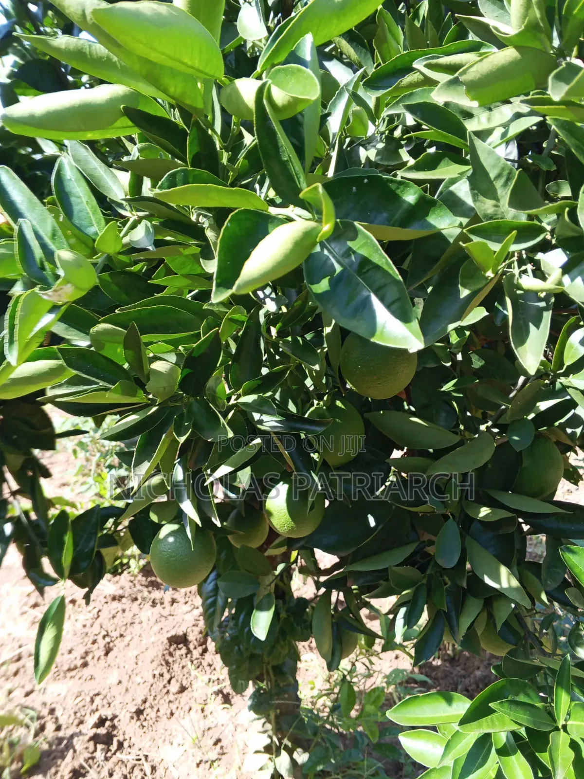 14 Acres Farm at Kabaa Machakos County Selling at 15m in Mbiuni