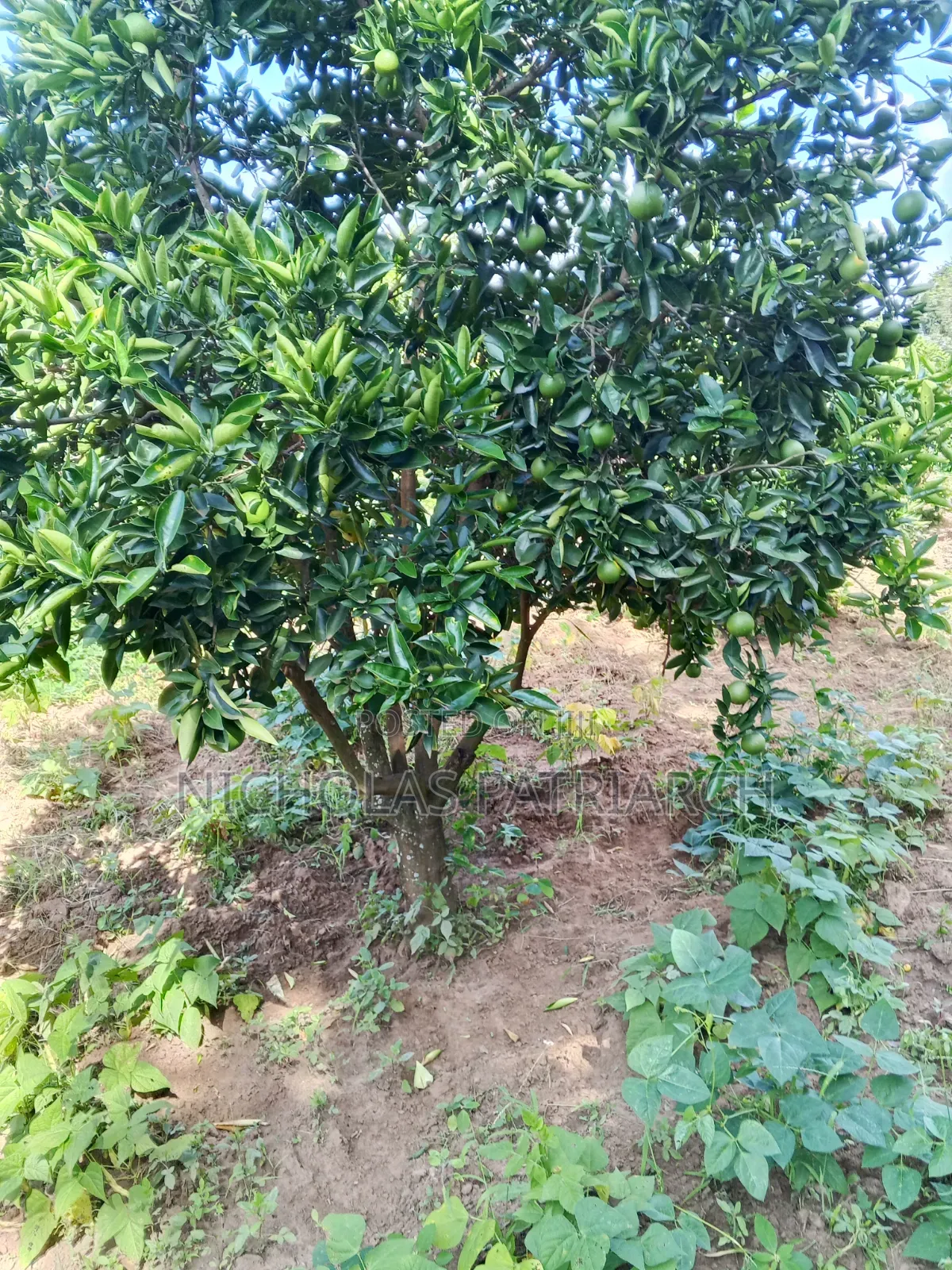 14 Acres Farm at Kabaa Machakos County Selling at 15m in Mbiuni