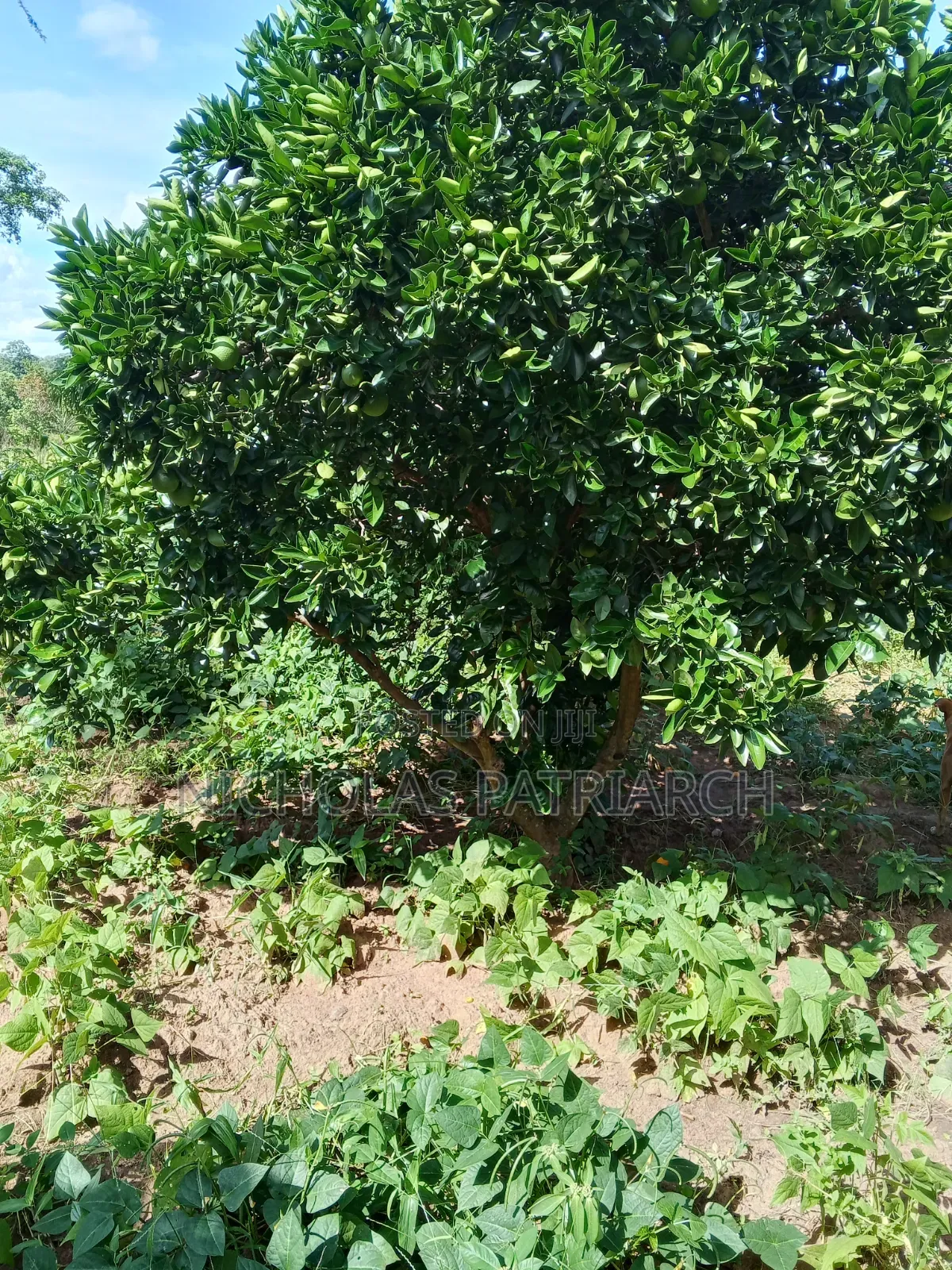 7 Acres Kabaa Machakos County Selling at 1.2m Per Acre in Mbiuni