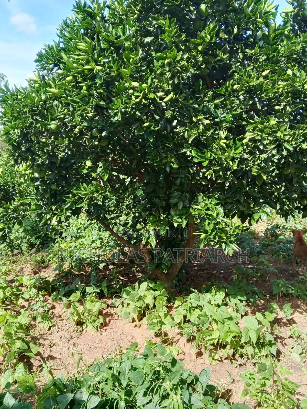 7 Acres Kabaa Machakos County Selling at 1.2m Per Acre in Mbiuni