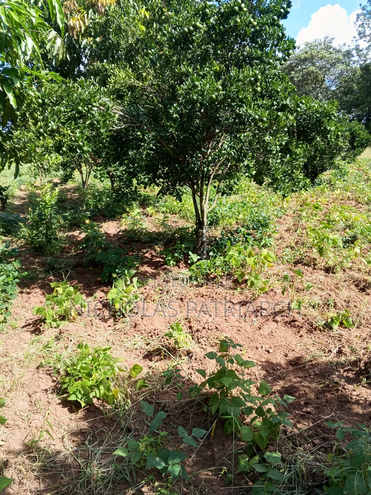 7 Acres Kabaa Machakos County Selling at 1.2m Per Acre in Mbiuni