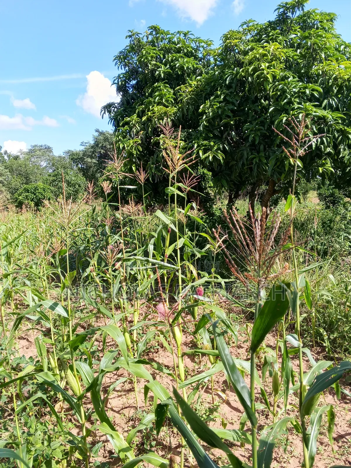 7 Acres Kabaa Machakos County Selling at 1.2m Per Acre in Mbiuni
