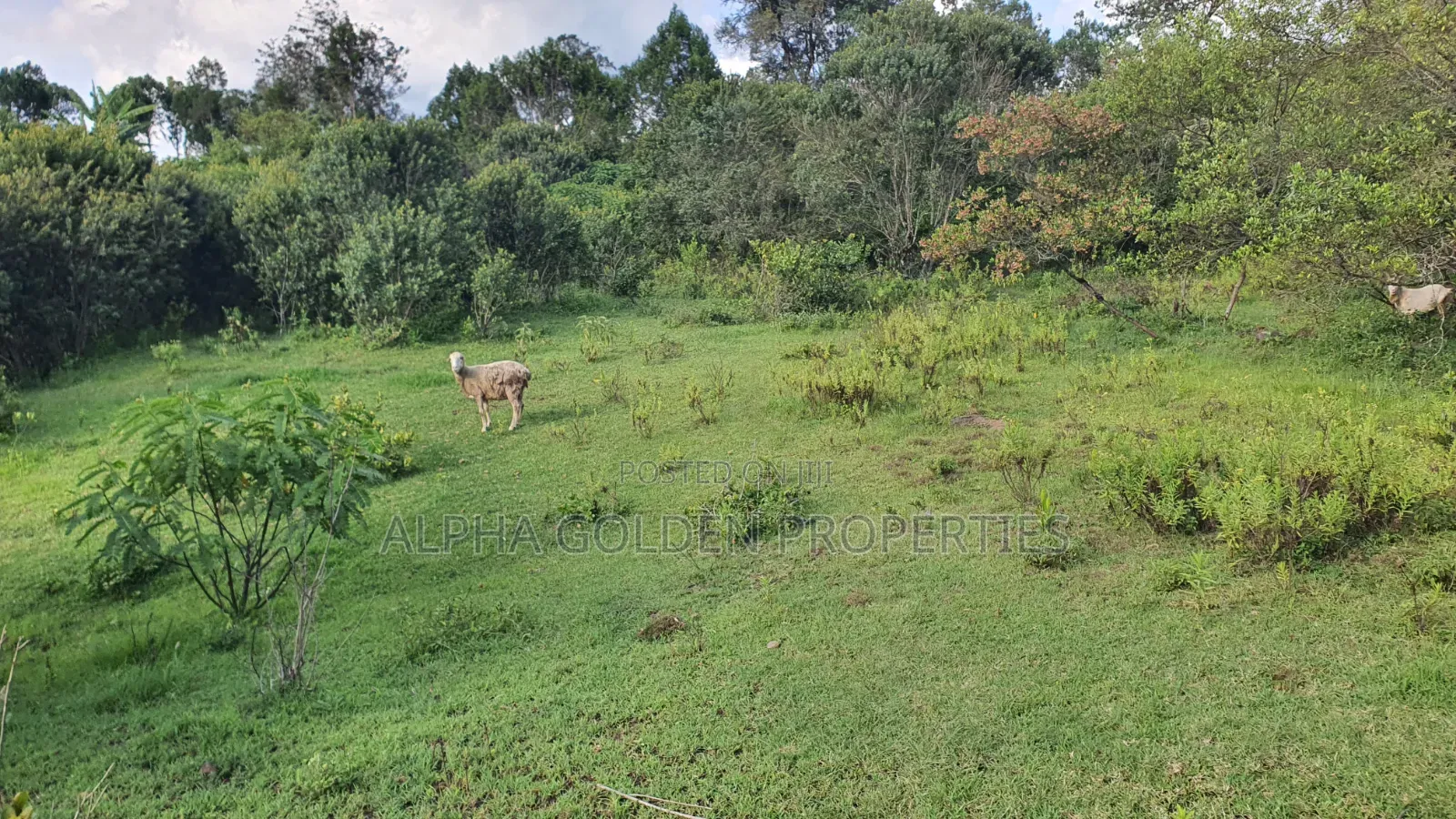 Quick Sale 1 Acrea Near Mt Kenya in Nanyuki