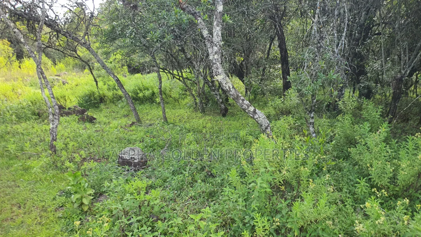 Quick Sale 1 Acrea Near Mt Kenya in Nanyuki