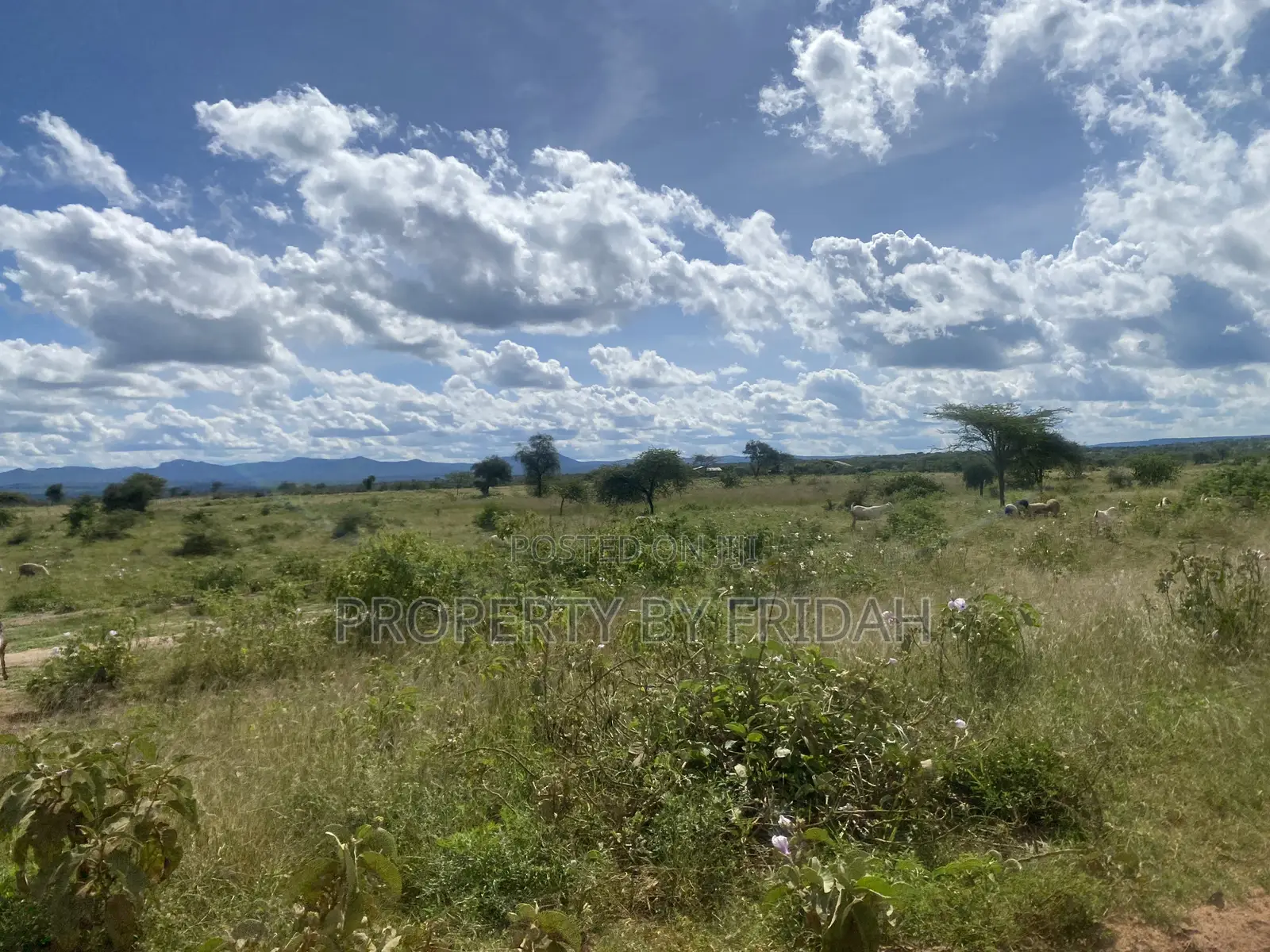 Acres for Sale in Mashuru Kajiado County in Imaroro