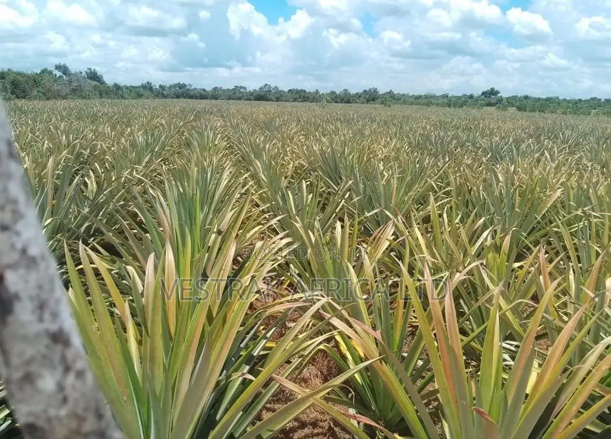 Malindi Parcels for Sale in Adu