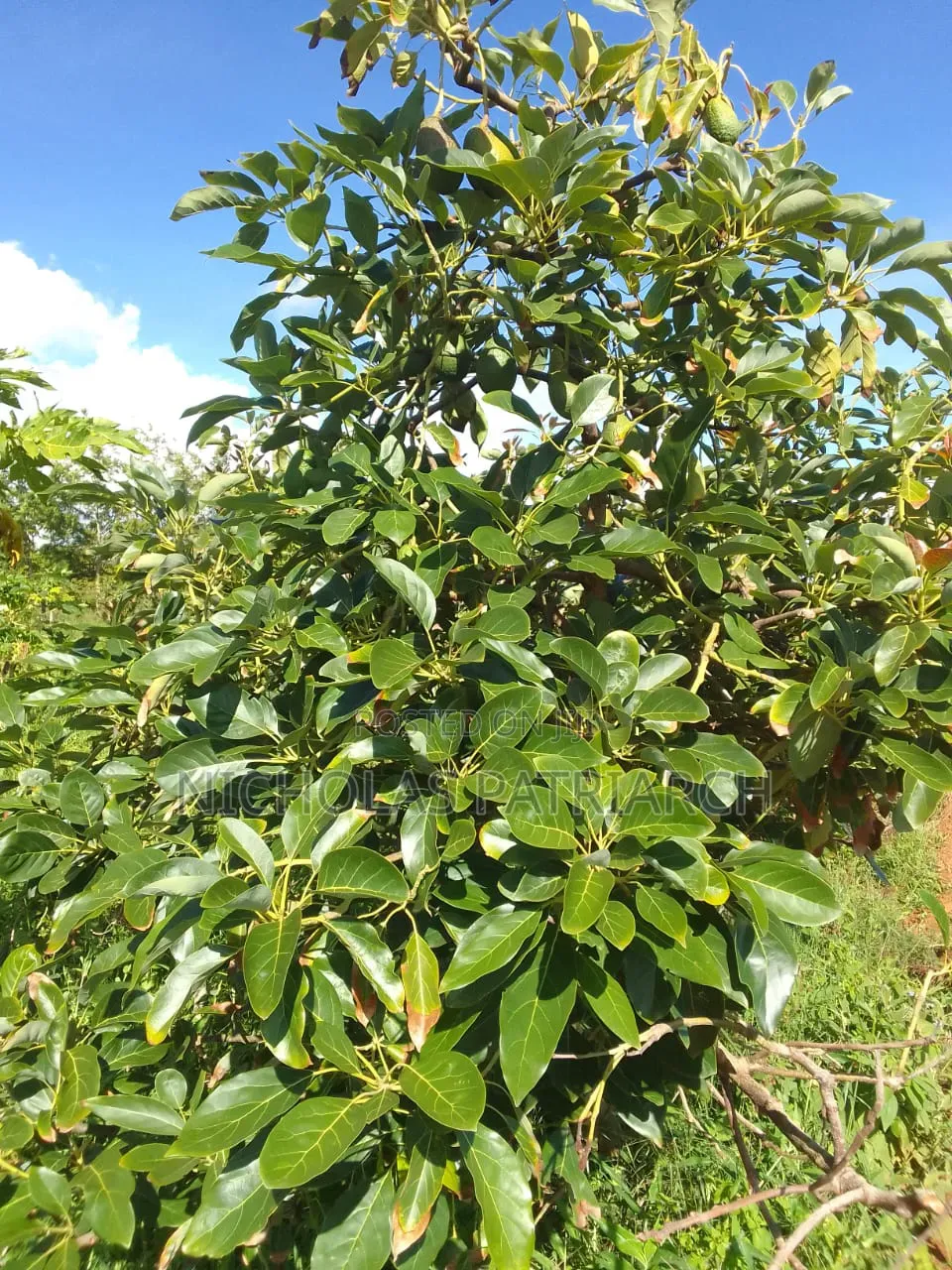 5 Acres Farm Machakos -Wamunyu Selling at 16m in Wamunyu