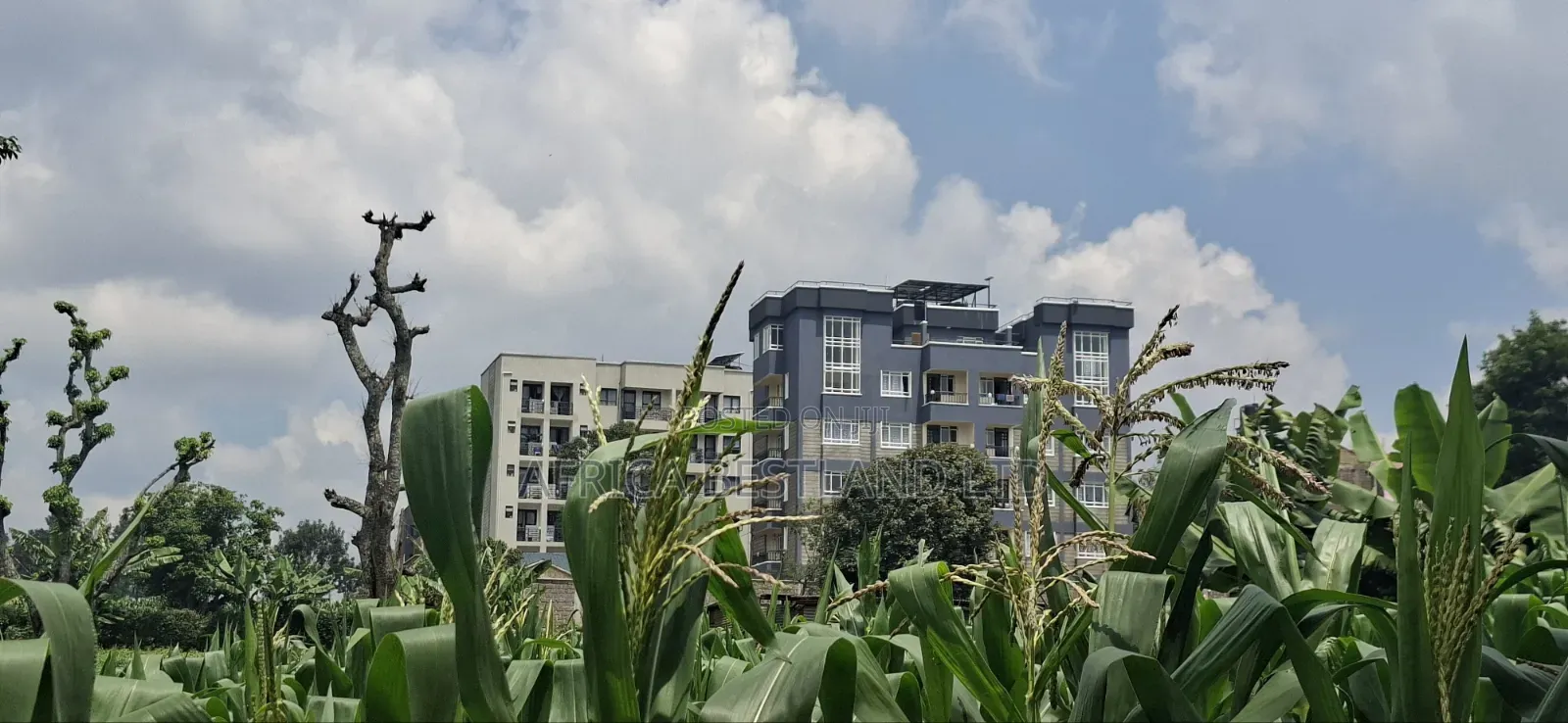 Slightly Less Than 1/2 Acre Land For in Wangige