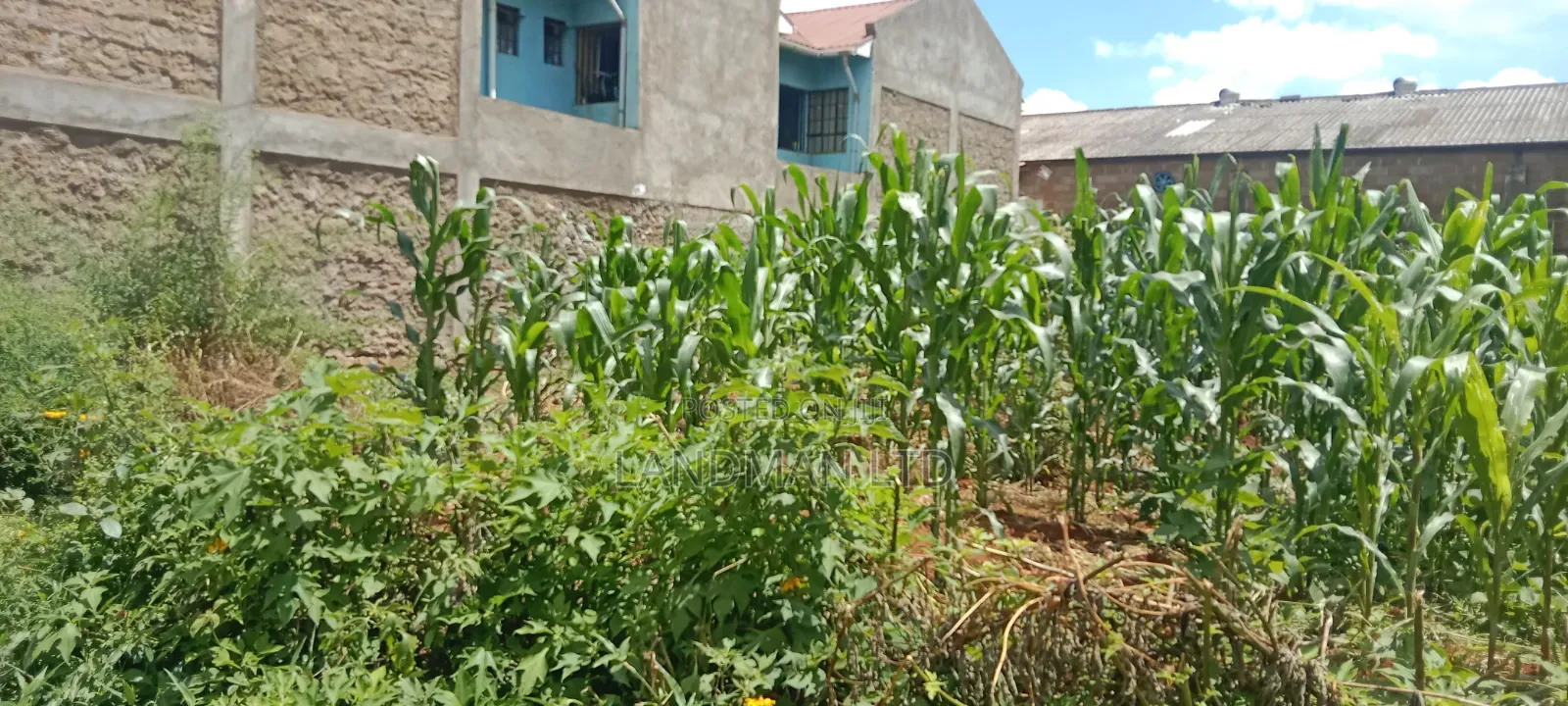 Thika Nanazi Prime Plot in Makongeni / Thika