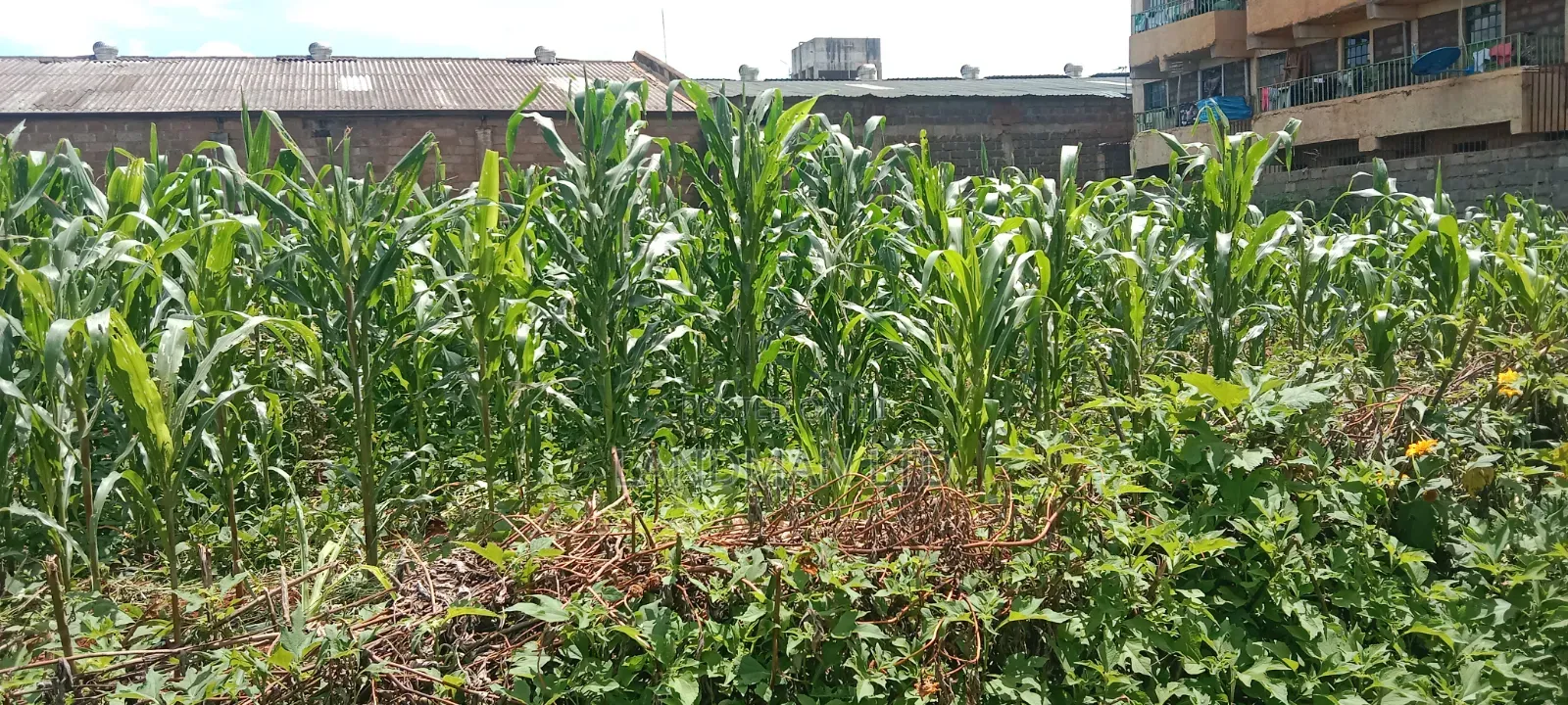 Thika Nanazi Prime Plot in Makongeni / Thika