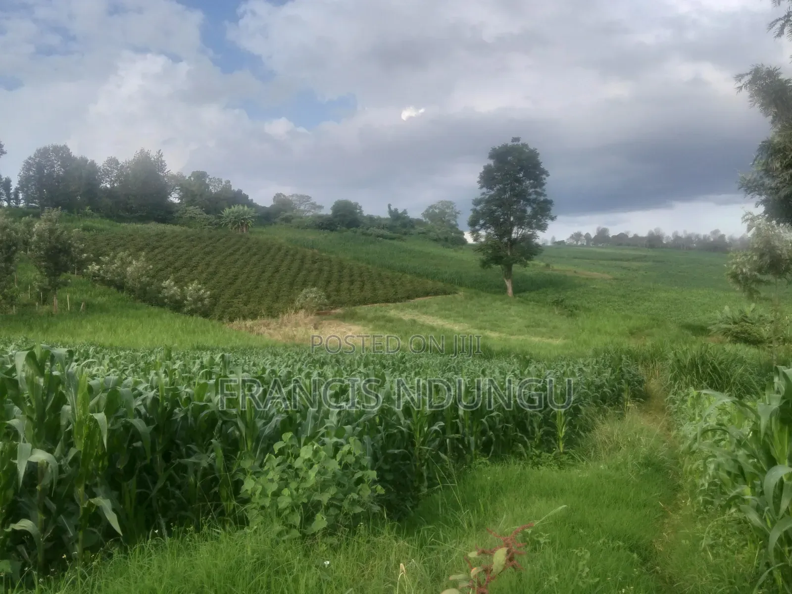 Build Your Dream County Home in Cianda Estate Kiambu. in Ndumberi