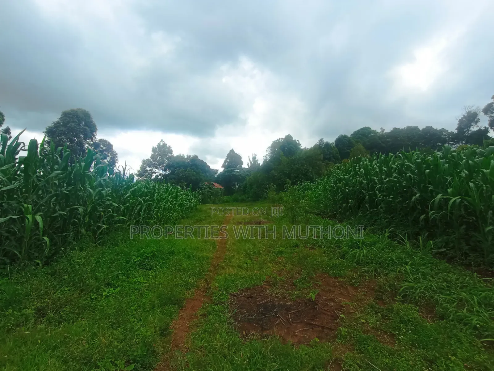 1/4 Acre Plots for Sale in Gikambura, Kikuyu in Karai