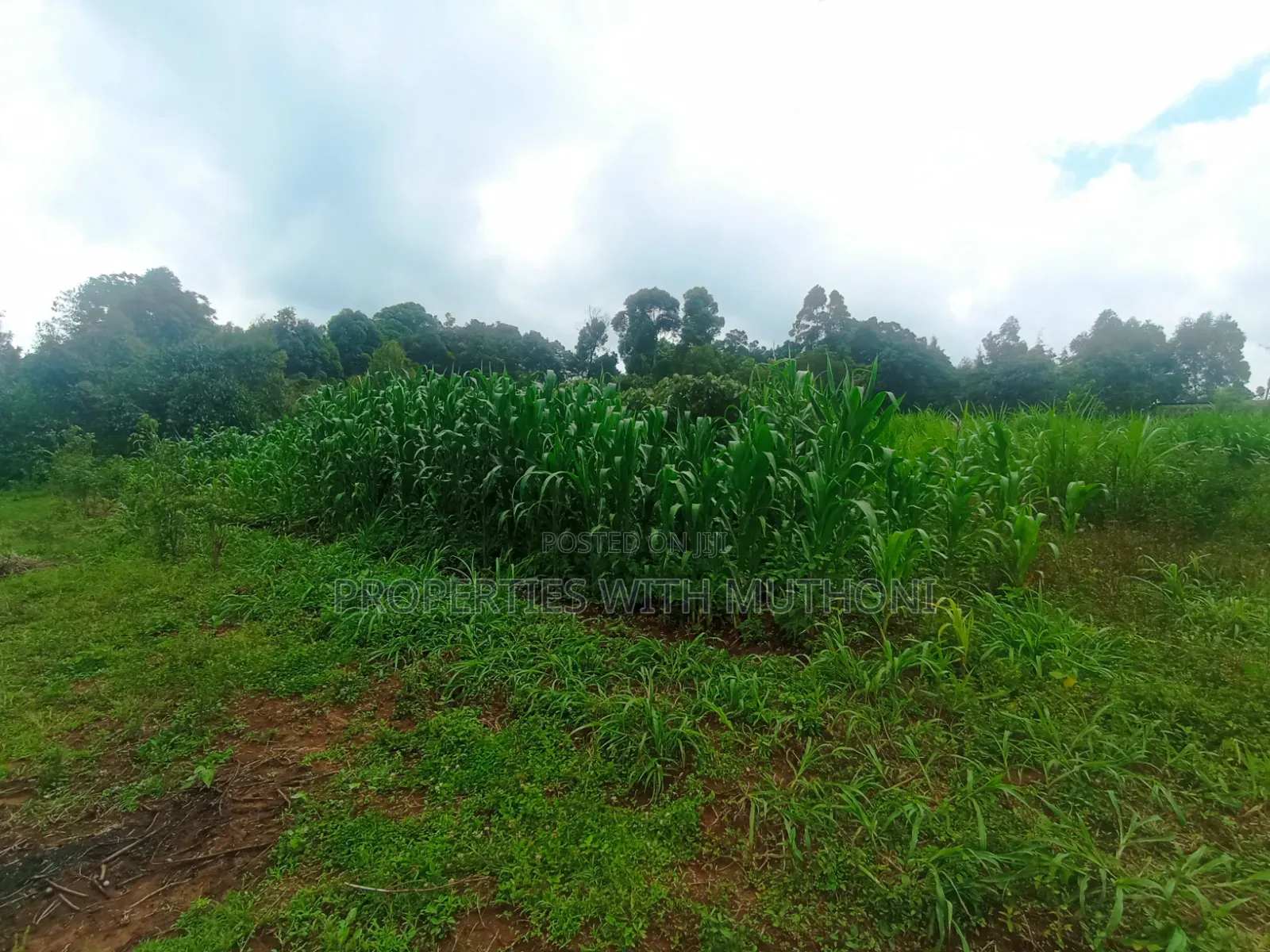 1/4 Acre Plots for Sale in Gikambura, Kikuyu in Karai