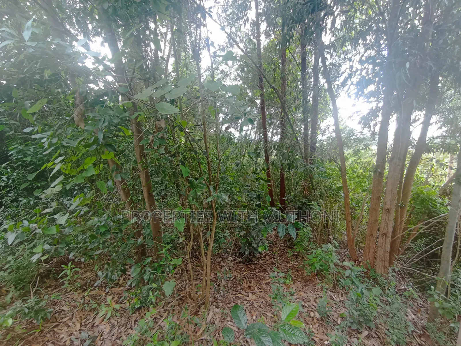 50×100 Plot for Sale in Gikambura, Kikuyu. in Karai