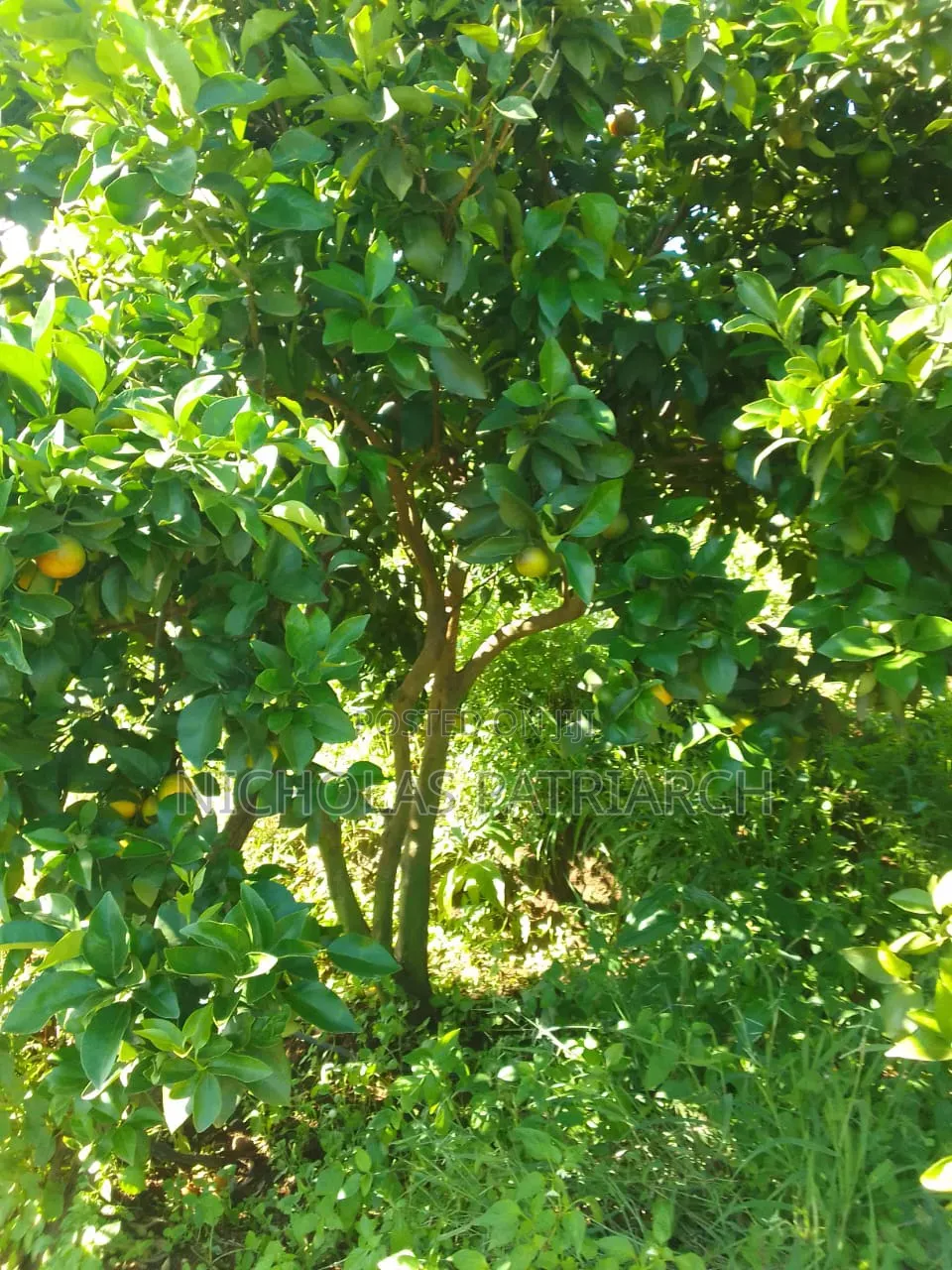 5 Acre Farm at Wamunyu Machakos County Selling at 16m in Wamunyu