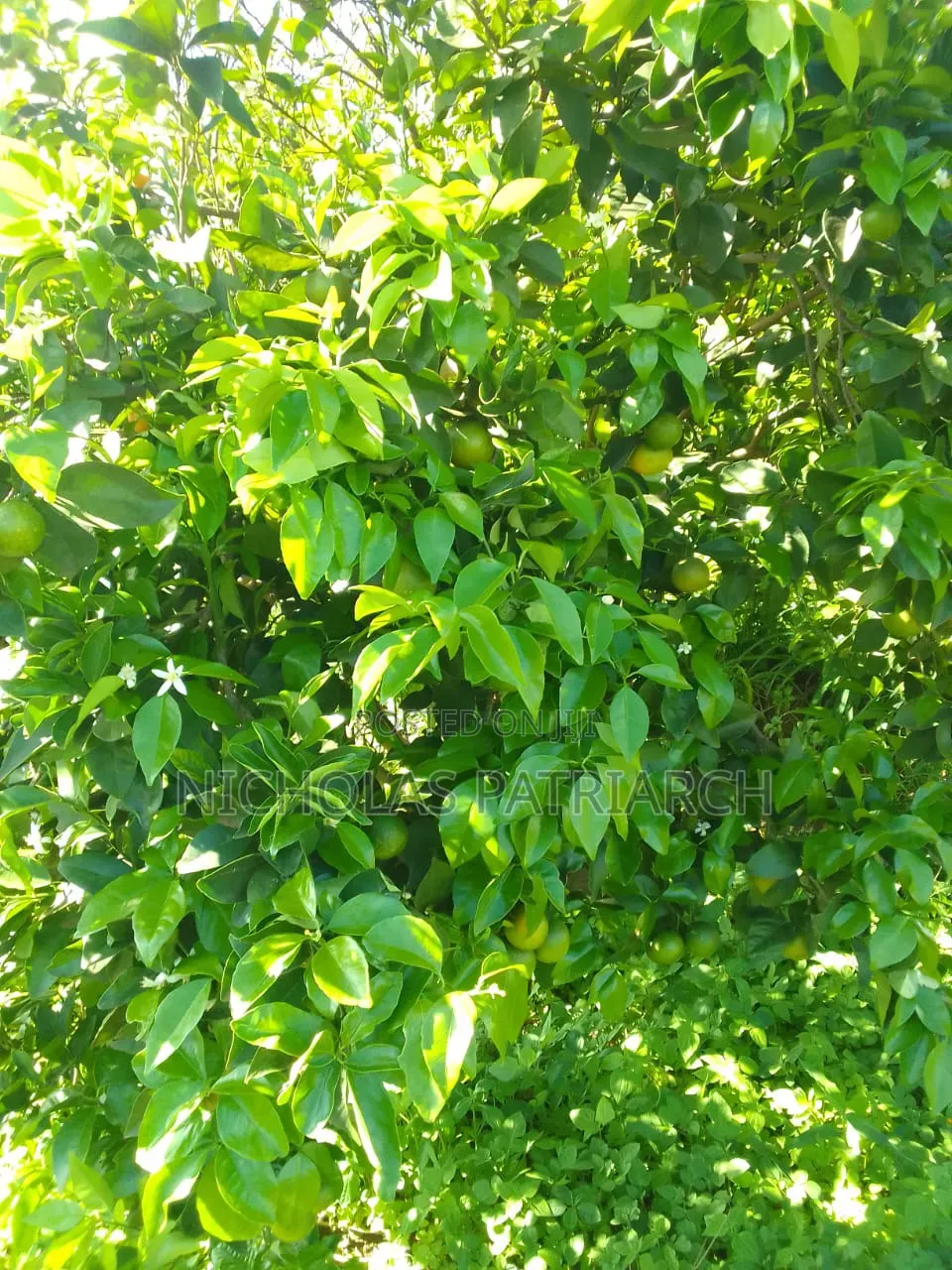 5 Acre Farm at Wamunyu Machakos County Selling at 16m in Wamunyu