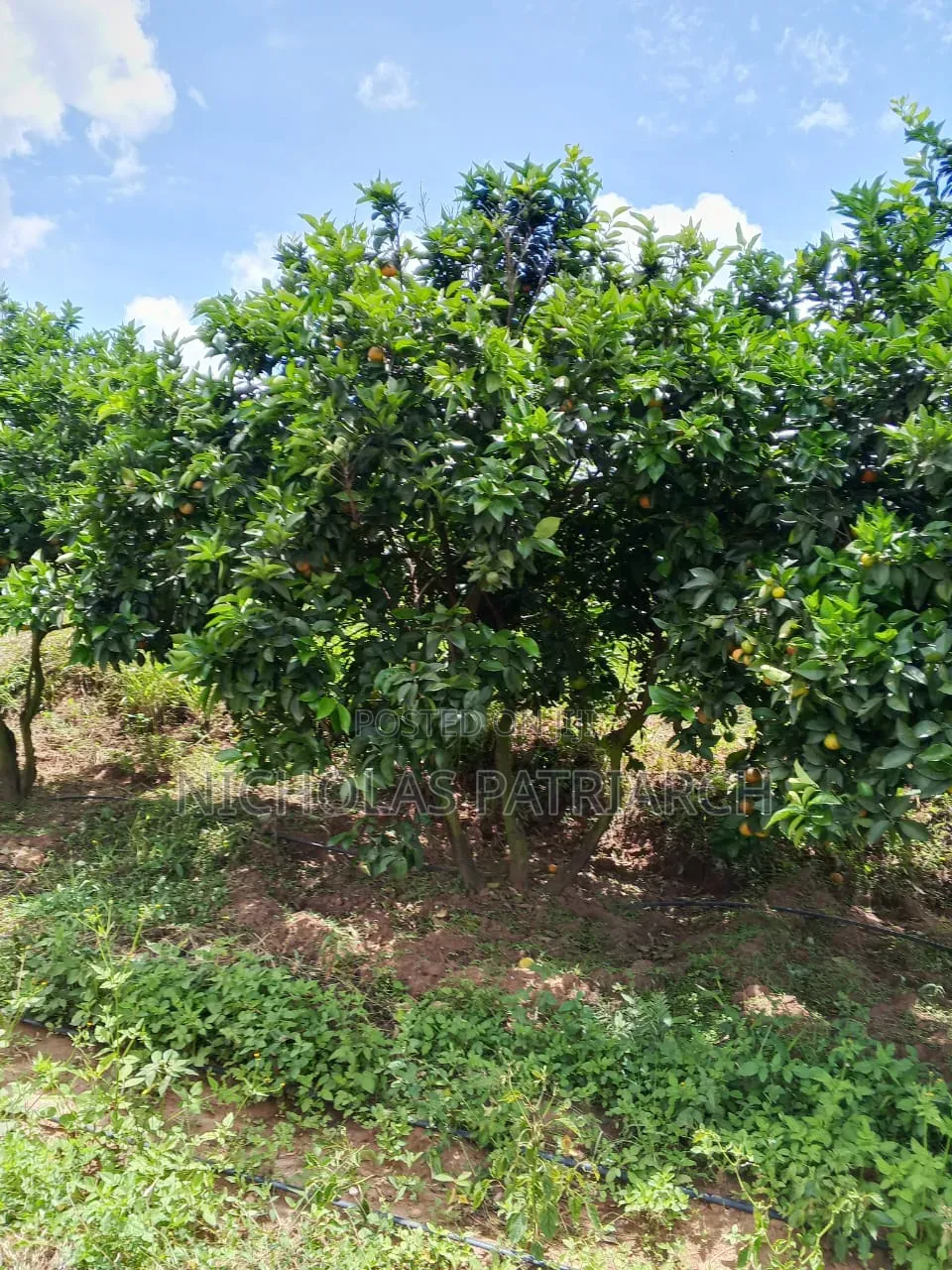 5 Acre Farm at Wamunyu Machakos County Selling at 16m in Wamunyu