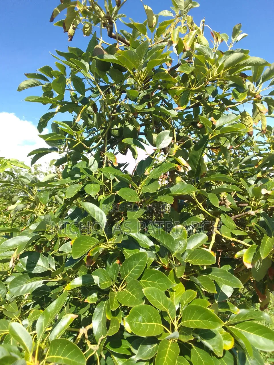 5 Acre Farm at Wamunyu Machakos County Selling at 16m in Wamunyu