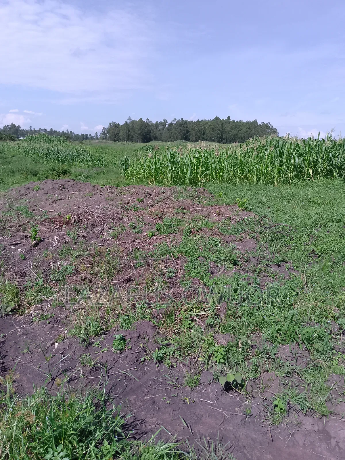 Land for Sale in Homa Bay Central