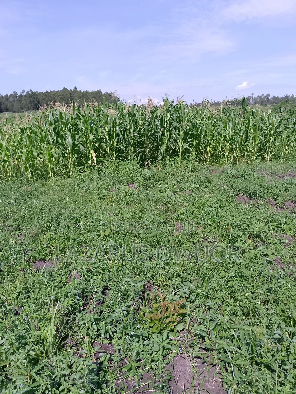 Land for Sale in Homa Bay Central