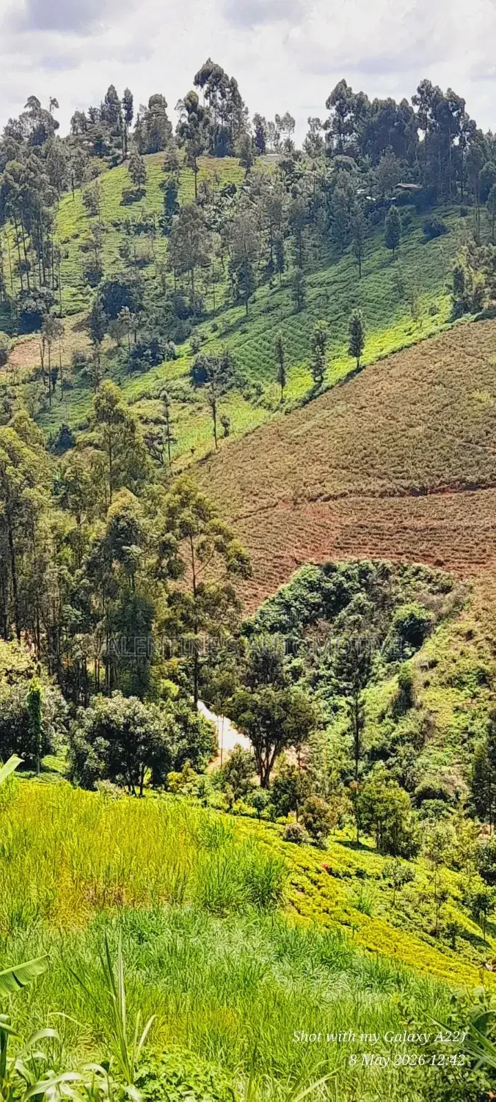 2acres Tea Farm for Sale in Gatundu North in Gituamba
