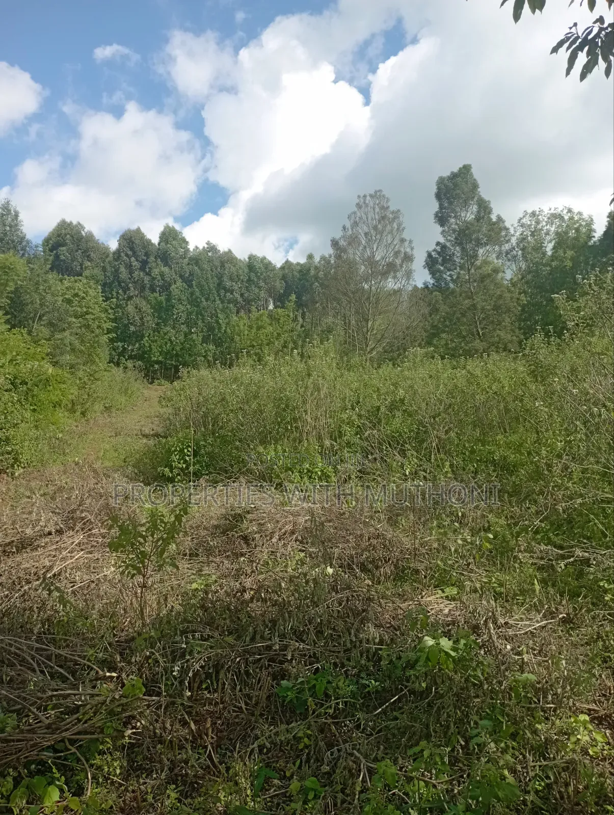 50×100 Plots for Sale in Lemiso Road, Ngong. in Kibiku