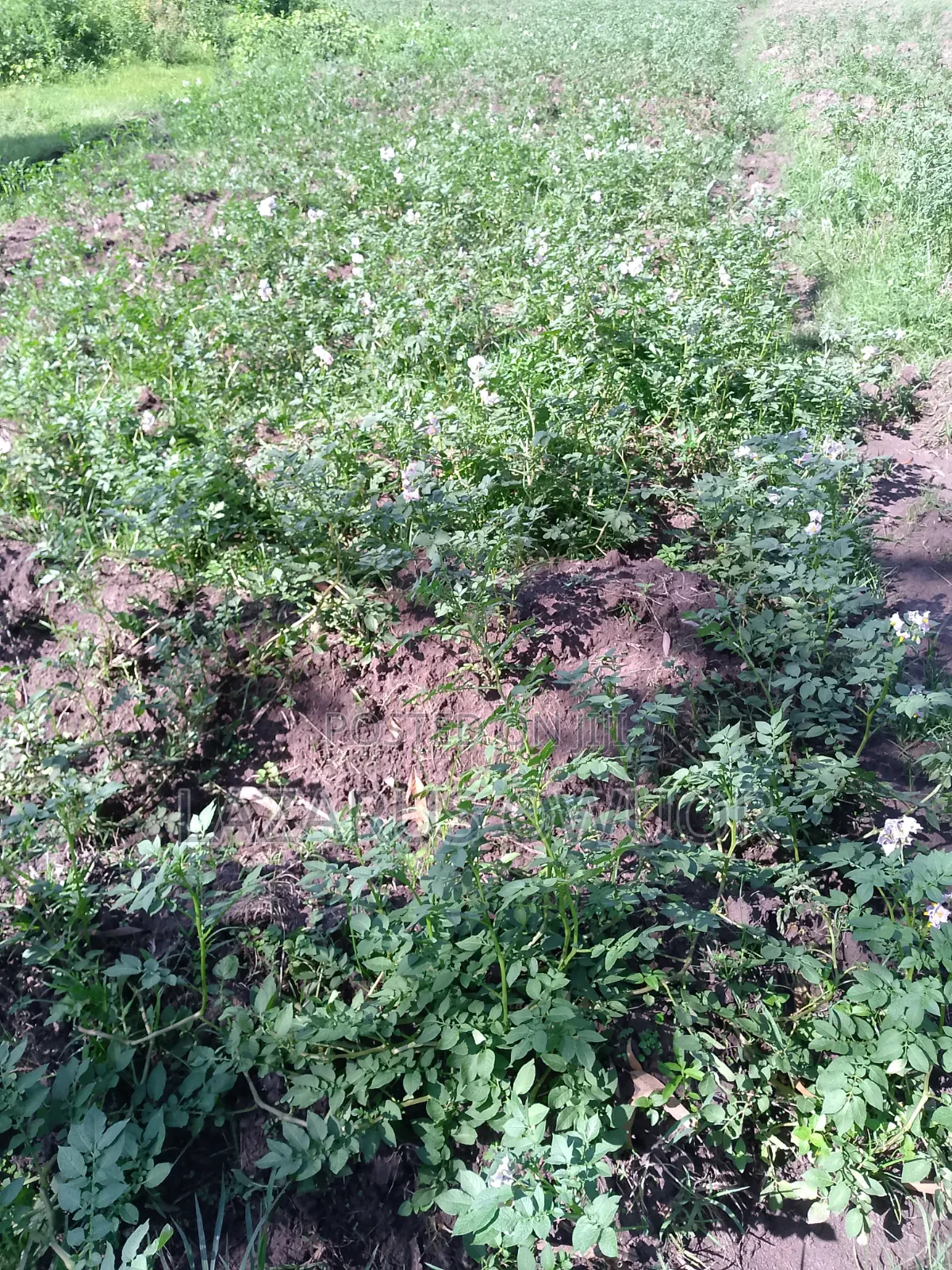 Land for Sale in Homa Bay Central