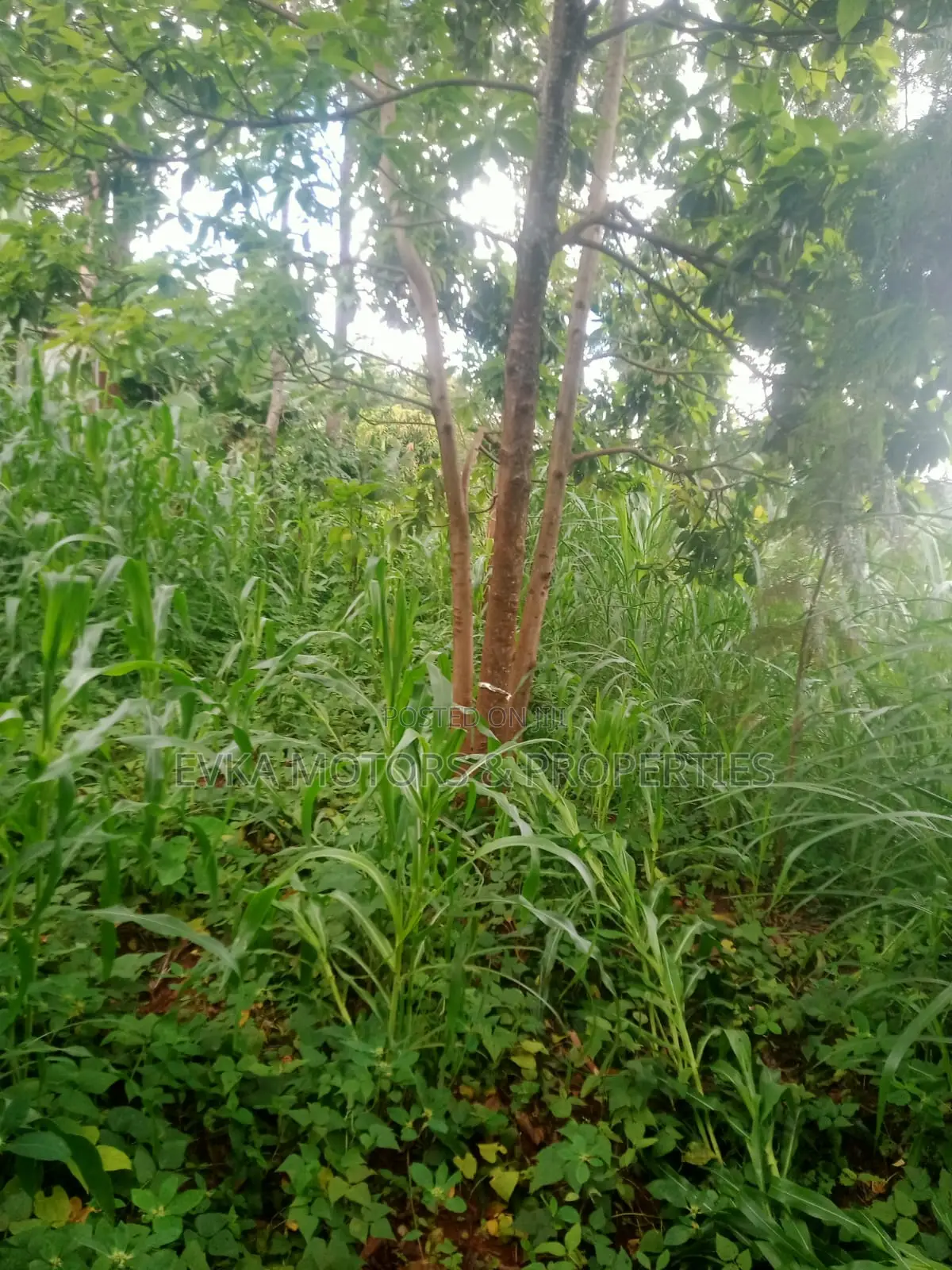 Mukangu -Kiharu Half Acre With a 2 Bedroom House at 3 M Master Ensuite in Mugoiri