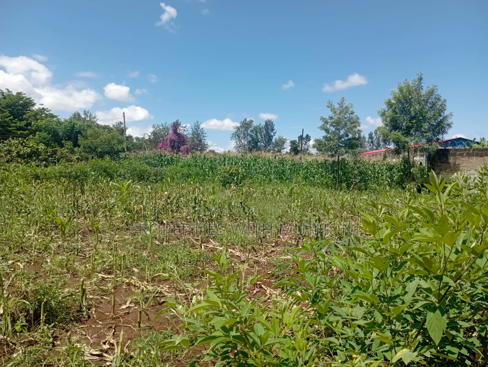 1/4 Acre of Land for Sale in Kiaga in Kangai