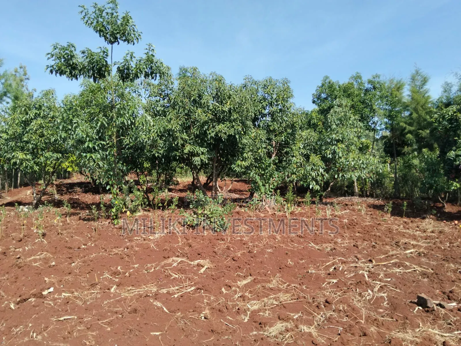 1.5 Acres on Sale at Sabasaba-Kamahuha in Makuyu