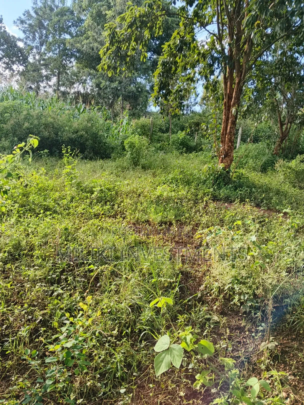2 Acres on Sale at Makuyu -Mithiini in Makuyu