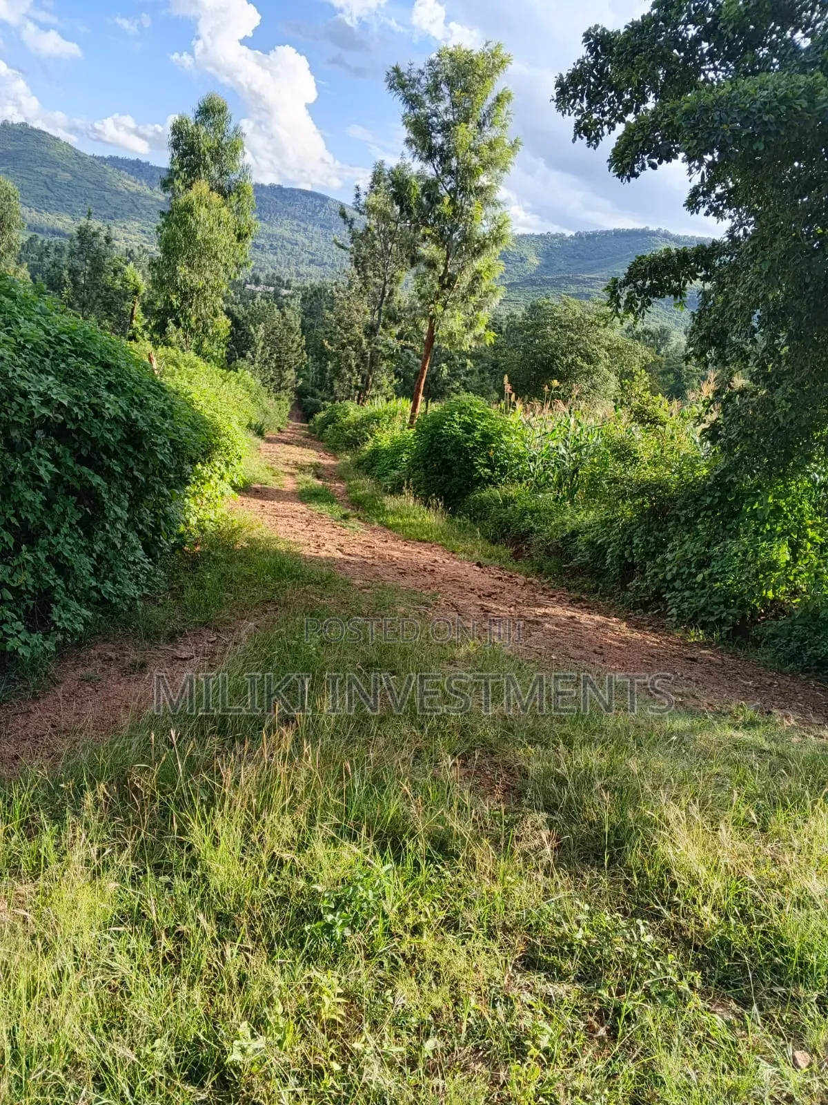 2 Acres on Sale at Makuyu -Mithiini in Makuyu