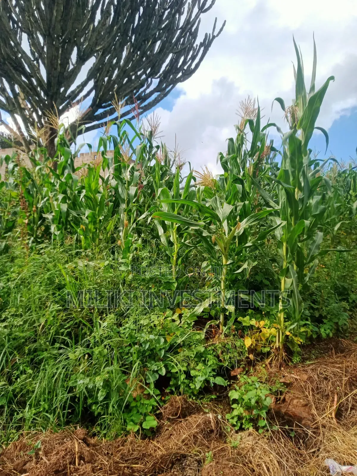 40 by 80 Ft on Sale at Kabati-Methi in Kimorori/Wempa