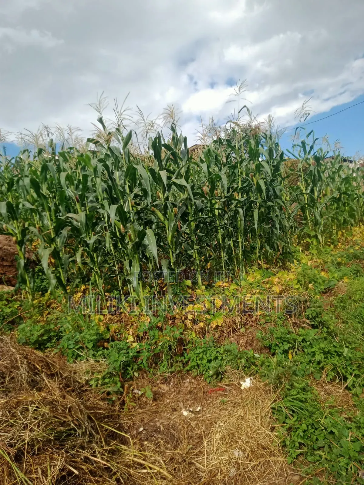 40 by 80 Ft on Sale at Kabati-Methi in Kimorori/Wempa