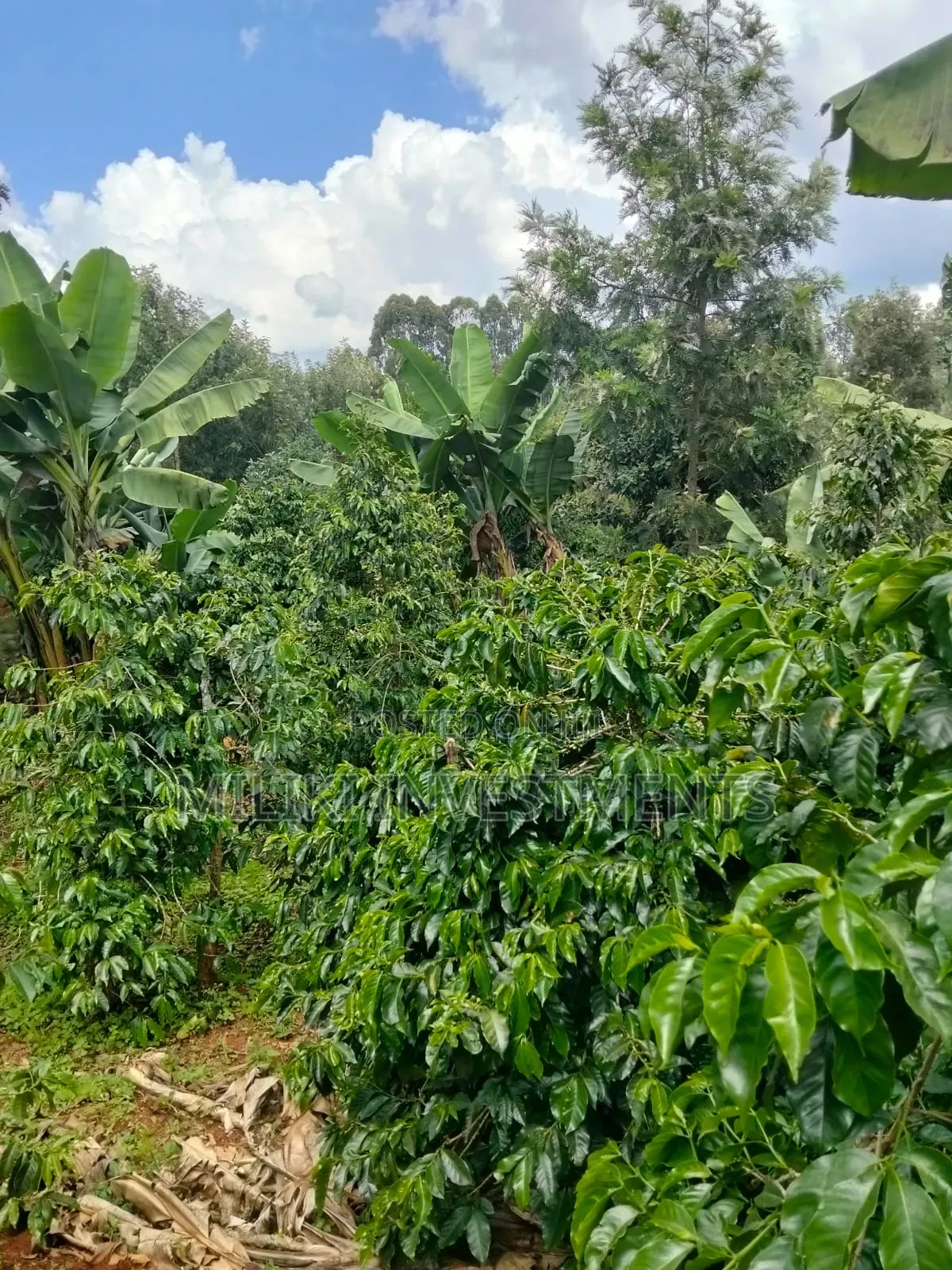 1 Acre Tea / Coffee Farm on Sale at Kigumo-Murang'A in Kangari