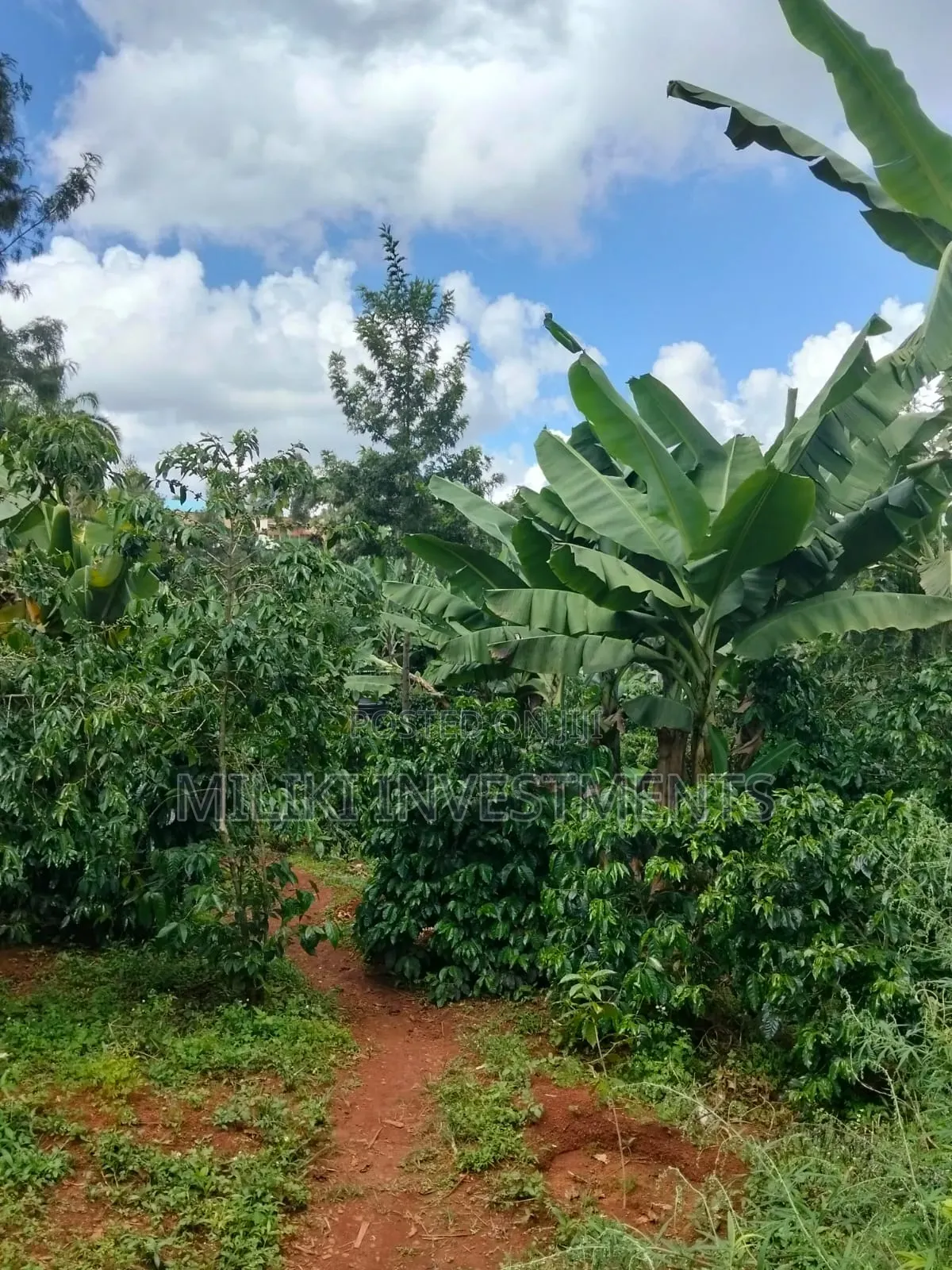 1 Acre Tea / Coffee Farm on Sale at Kigumo-Murang'A in Kangari