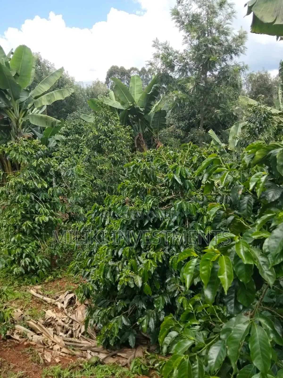 1 Acre Tea / Coffee Farm on Sale at Kigumo-Murang'A in Kangari