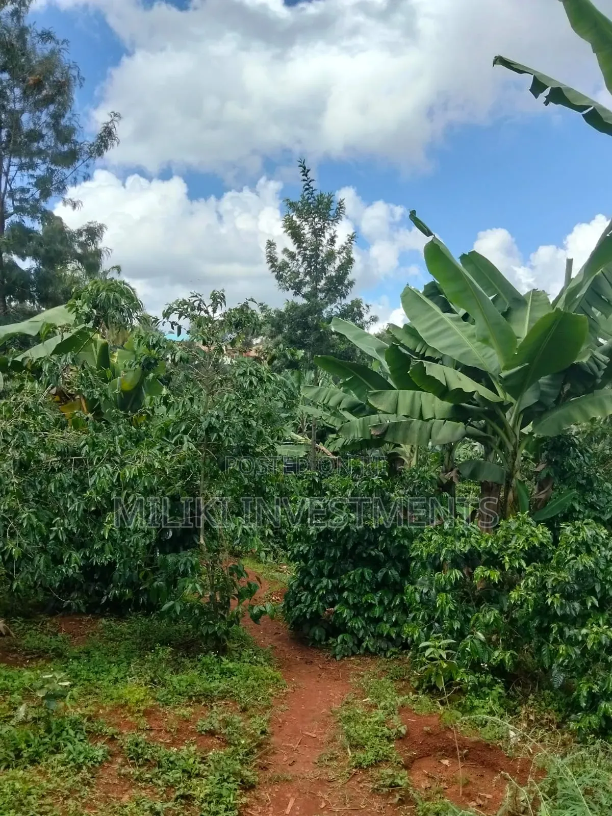1 Acre Tea / Coffee Farm on Sale at Kigumo-Murang'A in Kangari