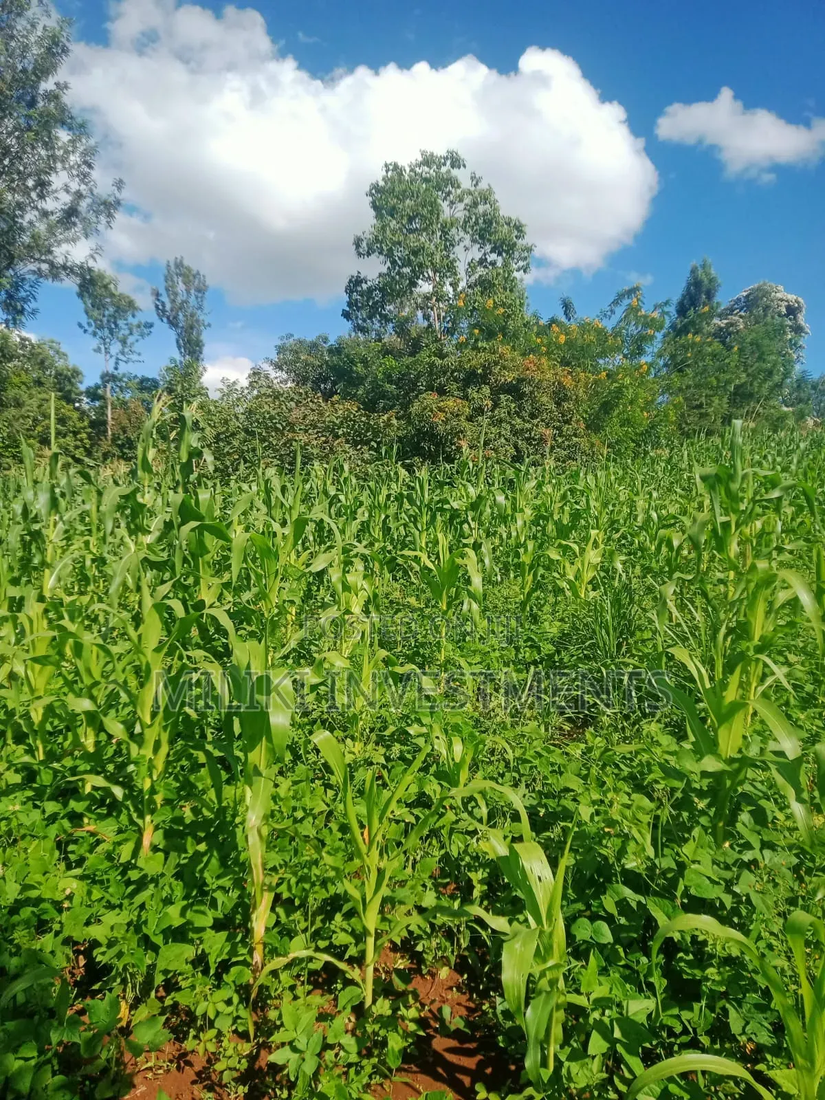 Half an Acre on Sale at Sabasaba-Gathuri in Makuyu