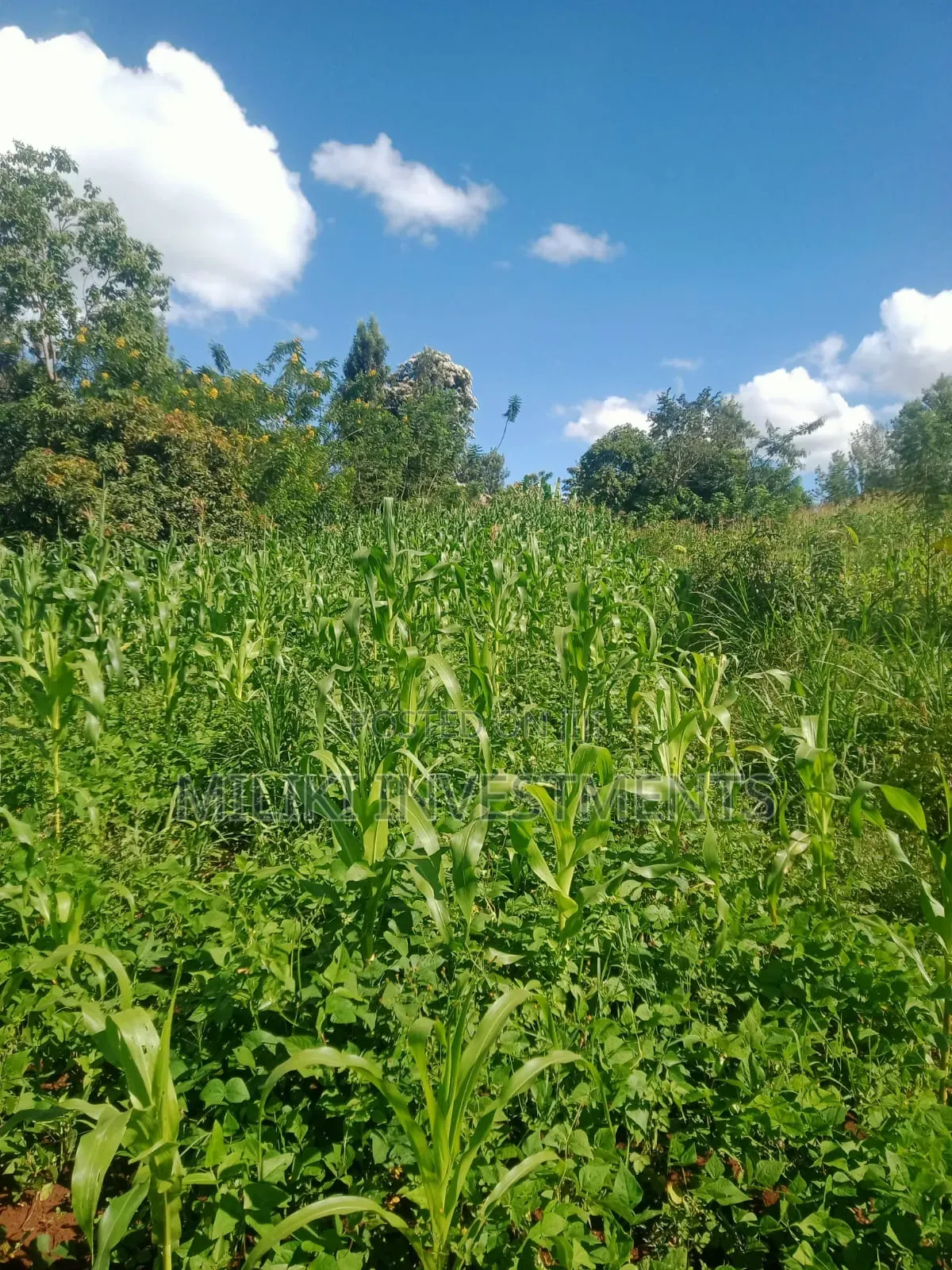 Half an Acre on Sale at Sabasaba-Gathuri in Makuyu