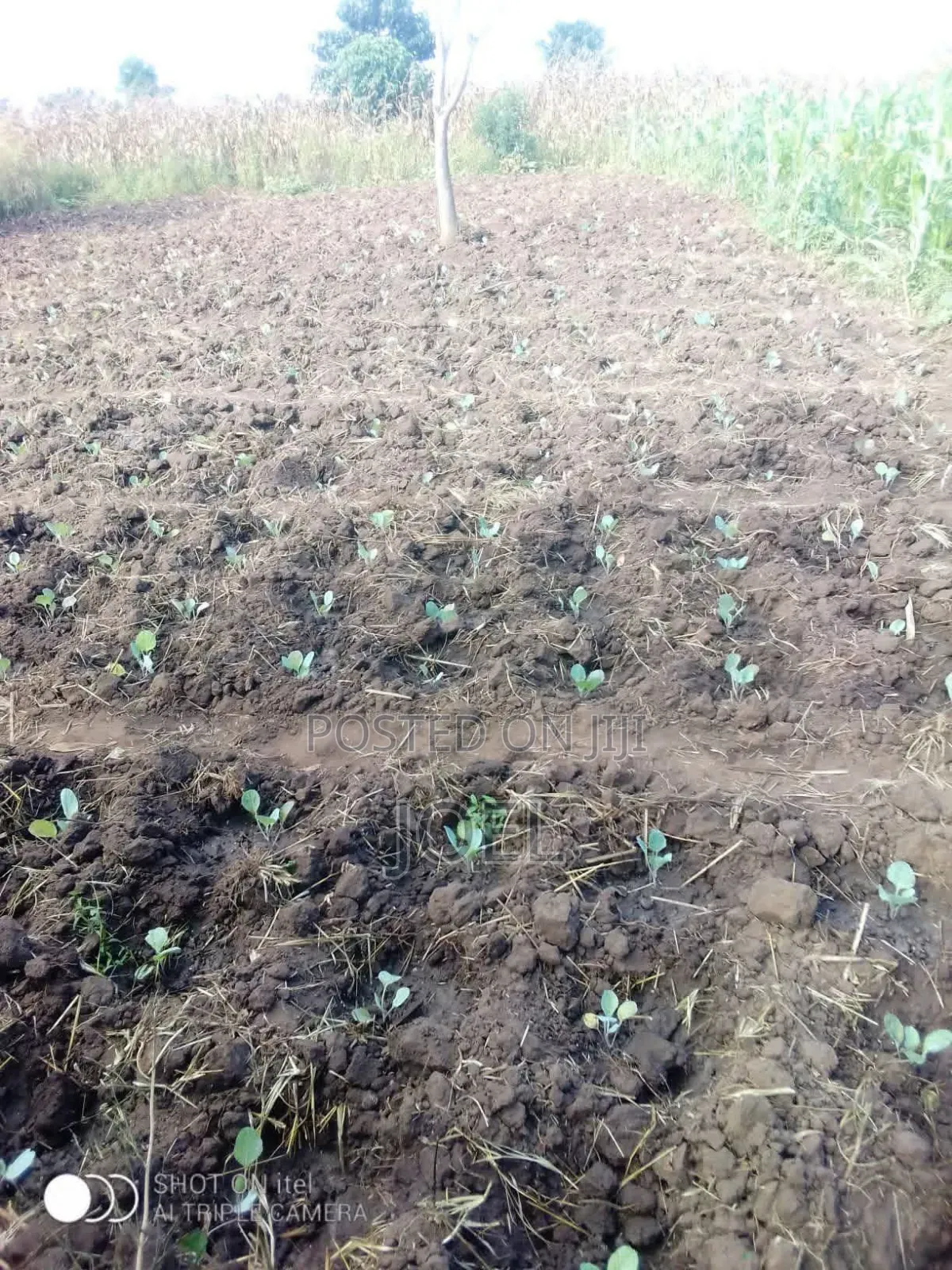 Olkalau 1 Acre Land in Karau
