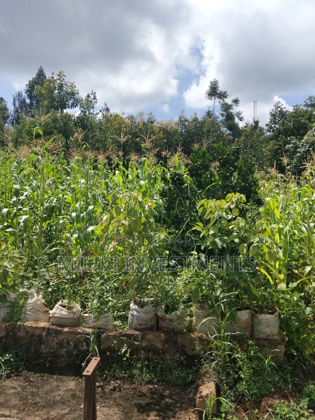 1.5 Acres on Sale at Sabasaba-Kamahuha in Makuyu